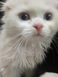 蓝色眼睛纯白的长毛的折耳猫是什么猫 