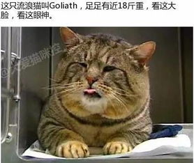 这猫偷吃狗粮6个月胖到18斤,被抓原因让人爆笑