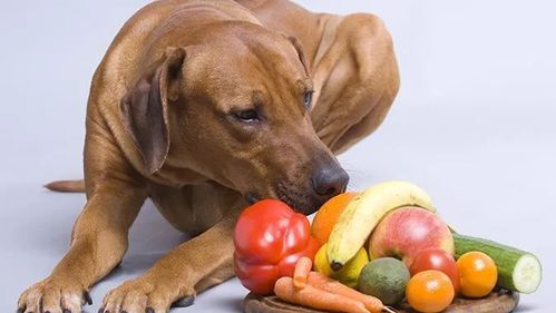 喂食狗狗的水果要严把关,有些水果很小量就会致命