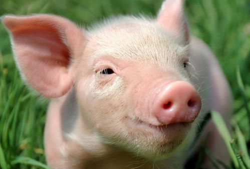 10个猪9个富 特别是以下2年出生的属猪人,天生就是 享福命