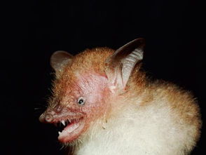东南亚发现新种蝙蝠 恶魔蝙蝠体色特别 