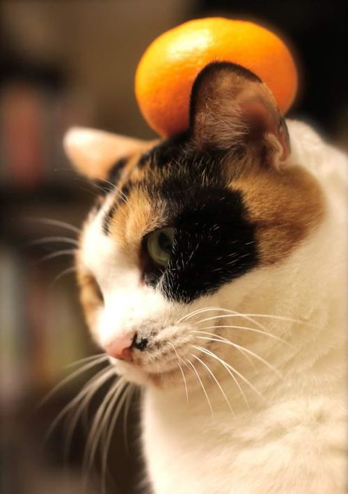 猫咪手上叠橘子,超有趣的游戏,话说猫咪们怎么都不反抗呢