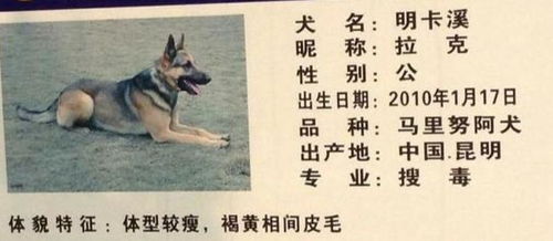 各种狗作为警犬的语录(关于警犬的经典语录)