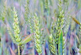 跟小麦很像的植物,像麦子的虫子？