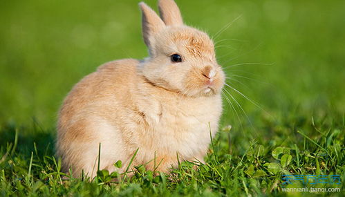 兔和鸡相冲吗 兔和鸡相配婚姻如何