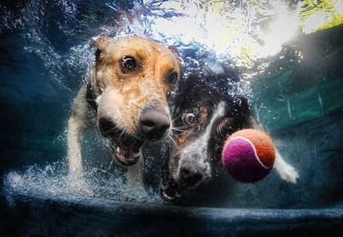 摄影师抓拍宠物狗入水超萌表情 