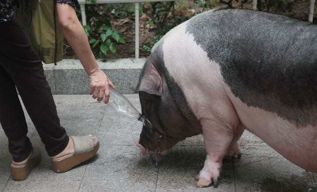 深圳女孩租房子养250斤宠物猪,农民工 这就是我们家乡的土猪