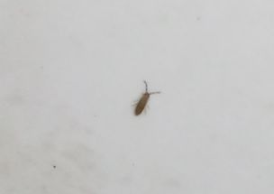 最近家里出现了很多小虫子,请教下是什么虫子,如何治理 