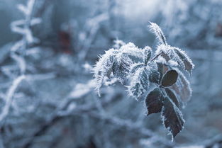 雪郡的意蕴，穿越时空的静谧秘境，雪俊的意思