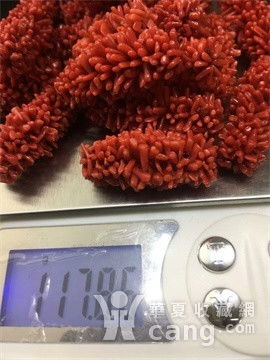 珊瑚毛毛虫是什么东西