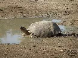 陆龟背甲怎么盘 湿度对于养好苏卡达等陆龟的重要性
