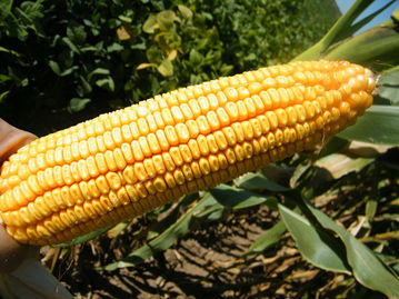 京农玉658玉米品种介绍,第四积温带玉米种子列表