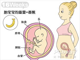 怀孕十六周胎儿图,怀孕16周吃什么 注意什么 亲子百科 