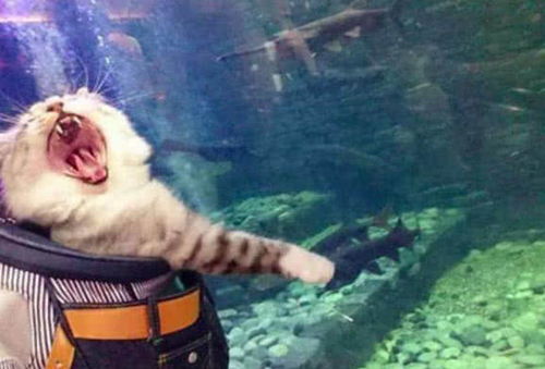 带猫咪去海洋馆,看鱼看的眼花缭乱,它表情瞬间亮了 自助大餐