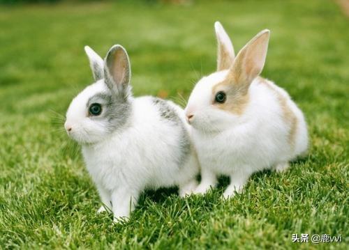 兔子英语 rabbit hare bunny的区别 