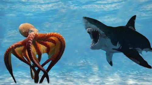 巨型章鱼捕食鲨鱼,海中霸王竟被活活吞噬,镜头拍下全过程 