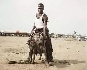 非洲人一个神奇的民族, 地狱使者 凶悍的鬣狗居然人手一只 