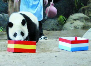 全球动物预言家总动员 河马蜗牛熊猫上阵 