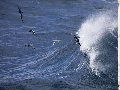 海燕 高尔基,高尔基的《海燕》全文(图1)