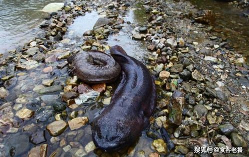 养殖户的娃娃鱼 流入市场的仅有3 ,其余的去向你可能想象不到