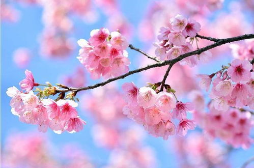 心理测试 你觉得哪个樱花树最好看 测你是否有桃花运降临