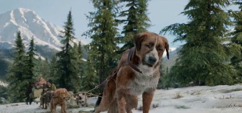 从宠物狗到雪橇狗,巴克的生活是传奇