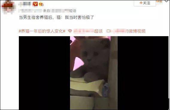 大学生适合在宿舍养猫吗 不养,可能才是真的爱猫 猫咪 