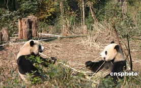 台北公布迎接大熊猫行程 珙桐树苗将同机赴台 