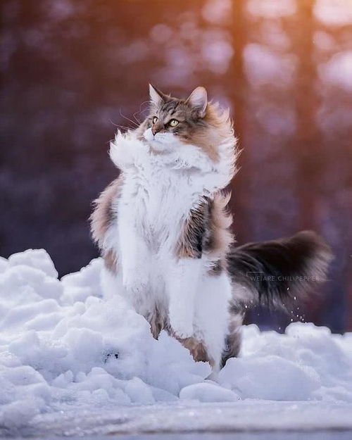 摄影师拍下猫界 武松 ,它在雪地里跳跃的样子太帅气了