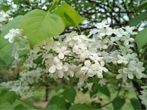 开白花的是什么树呀 