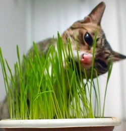猫多大可以吃猫草（猫被打后,心情是怎样的）