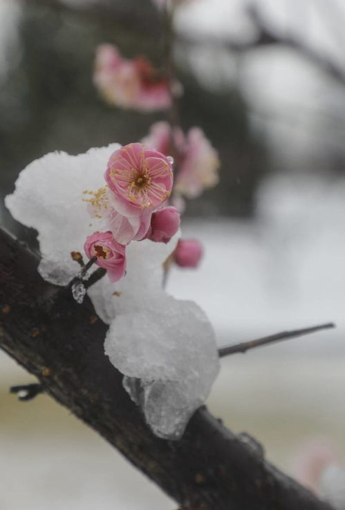 图集 惊蛰将至,雪润春日兆丰年