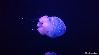 没看过这些水族馆,你绝不知海底世界能如此震撼 