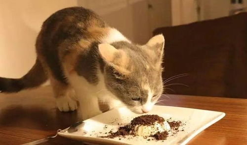 明明饭碗里有食可猫却不吃,弄清楚原因,才会知道猫挑食怎么办