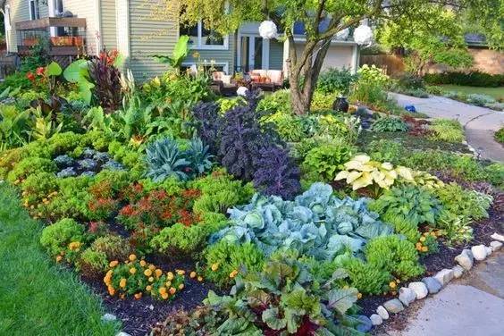 收集 花园变菜园,也很美