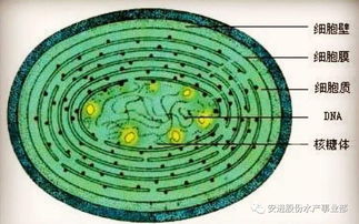 高温酷暑,蓝藻爆发,用这个方案调控准没错