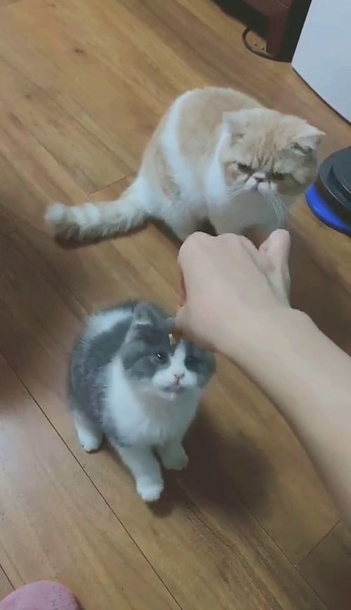 你们想养兔子还是猫猫还是狗狗呀 