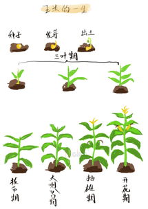 玉米简史,简到崩溃