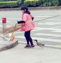 东莞环卫工人带宠物鸭扫大街 网友对鸭子赞不绝口