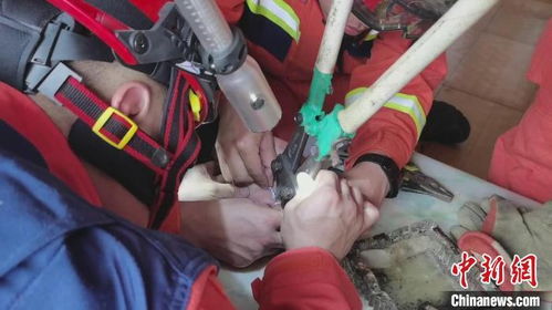 多名消防员配合,利用断电剪将卡手的铁环剪出一个缺口。   摄