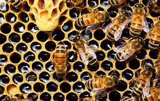 南北方农村养殖的蜜蜂应该怎样安全过冬 需要注意些什么