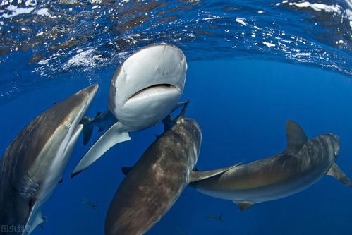 为什么鲨鱼交配前,要疯狂撕咬雌性 人类和鲨鱼有什么不同