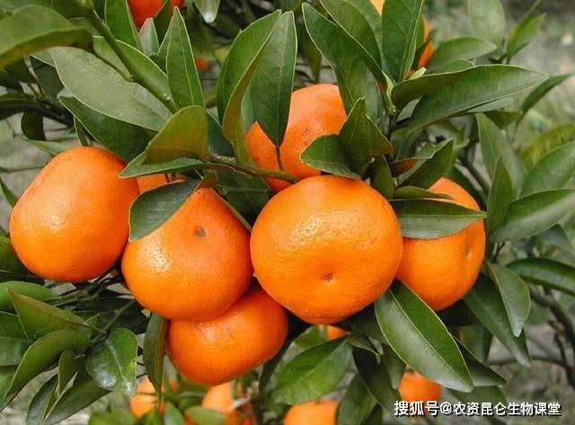 橘子的种植要点有什么 橘子树用什么肥比较好 橘子喷施哪个肥料好