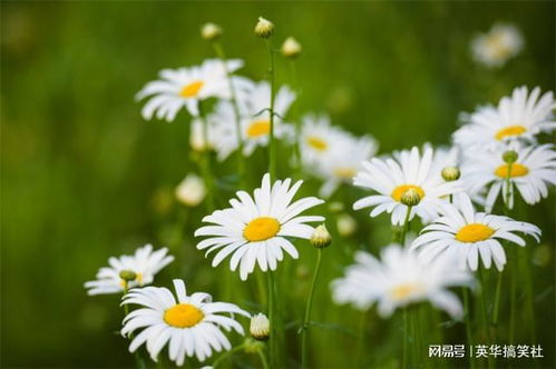 白色雏菊的花语和寓意,白色雏菊代表什么？