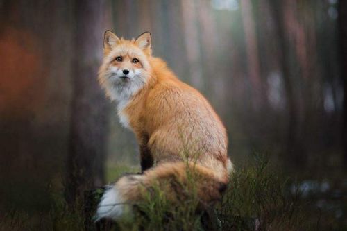狐狸一般吃什么 