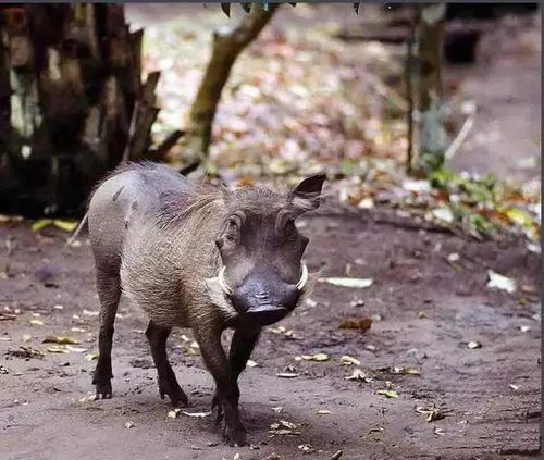 疣猪群喝水遭到花豹伏击,母疣猪竟不管小疣猪生死