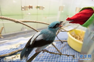 捷克动物园饲养员假扮鸟妈妈喂食 