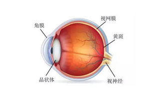 2022年5月1日出现眼前有黑影晃动，是轻度白内障玻璃体混浊。吃药1个月未好转，已经50来岁了，可以中医治疗吗？成都中医治疗早中期白内障的地方在哪？