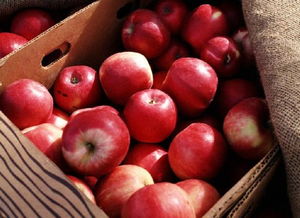 金秋苹果煮着吃的3大好处 营养不流失 