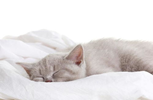 猫咪不同的睡姿,表达的情绪可不一样,快看看你家猫咪属于哪种